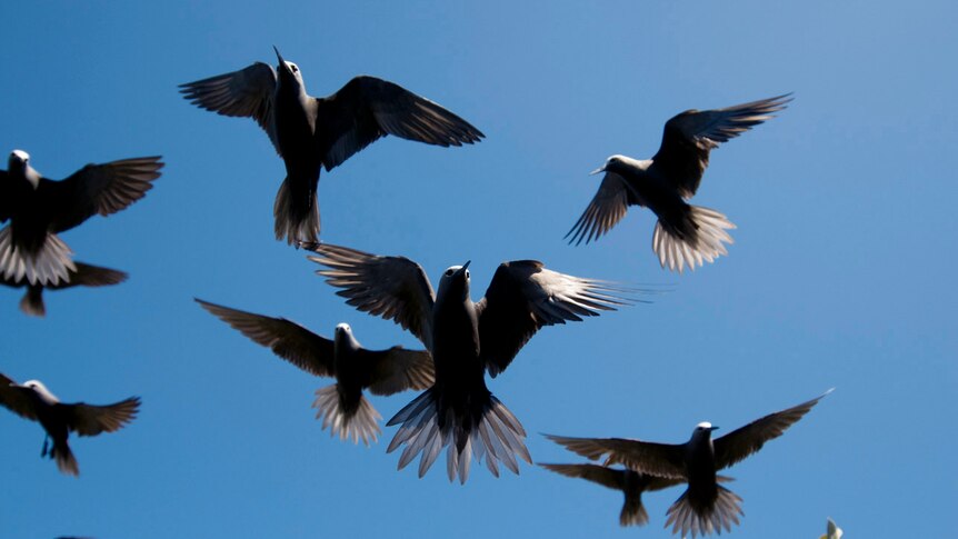 Seabirds, the Lesser Noddy, in flight at the Abrolhos
