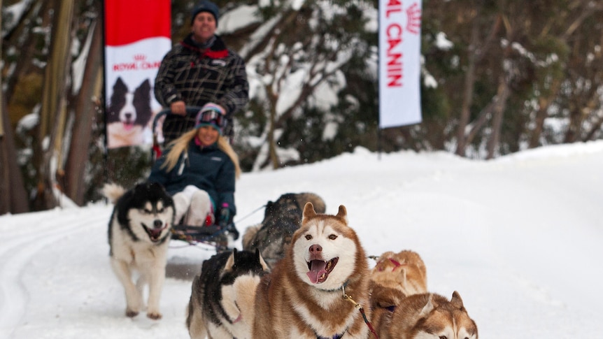Sled dogs race over Victorian snow