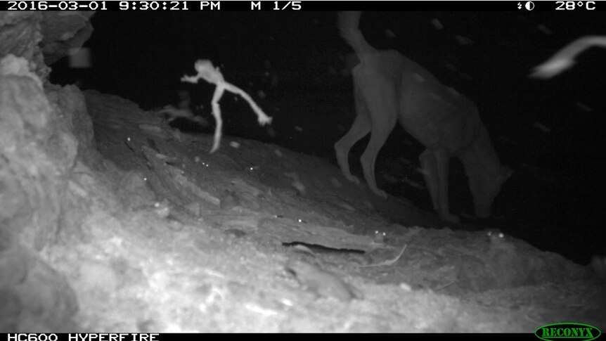 A frog leaps while a dingo drinks, and a dozen other frogs quietly look on.