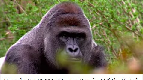 Fake story on Harambe receiving votes