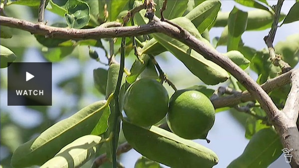 Citrus fruit tree growing in a garden. Has Video.