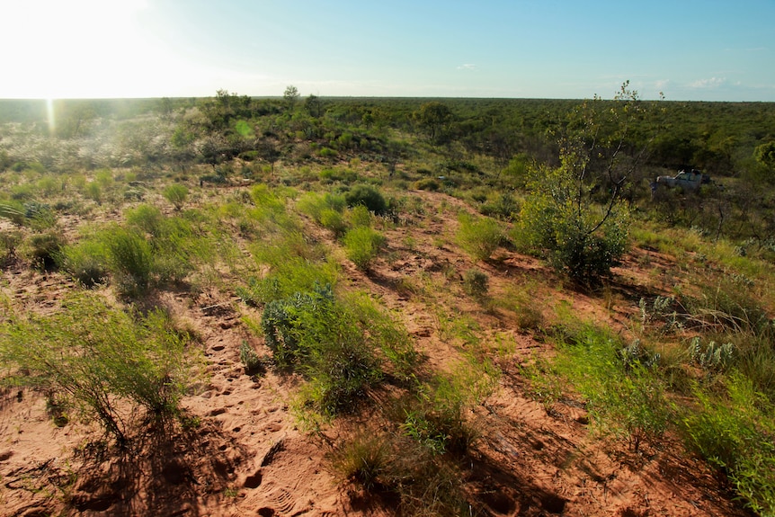 Plants growing on a red sand dune.