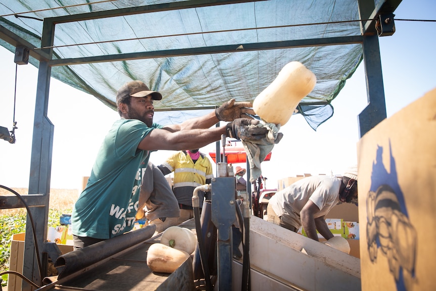 A Pacific worker throws a pumpkin onto a sorting line.