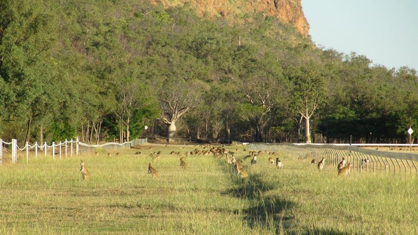 Wallabies on Kununurra race track