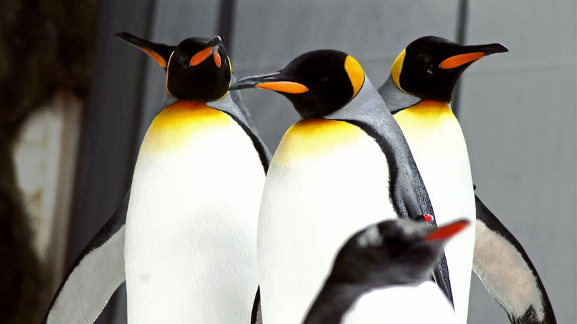 The king penguins (with yellow at throat) and gentoo penguins happily live together.