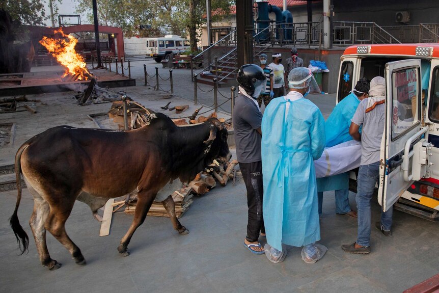 Men in PPE remove a body in a shroud from an ambulance while a cow watches