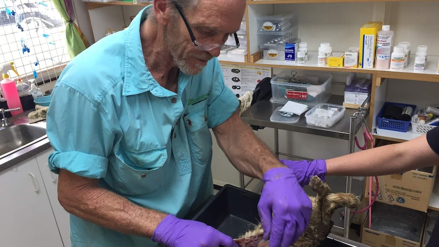 Vet David Hall conducts on autopsy on a feral cat in his vet clinic