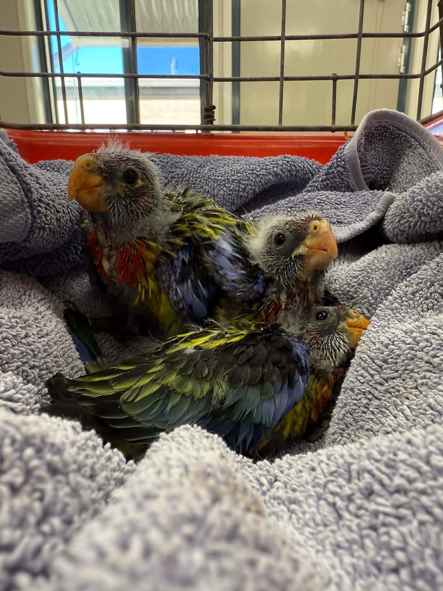 three birds sitting on a towel in container