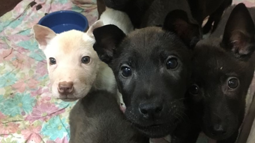 A group of puppies standing on a blanket