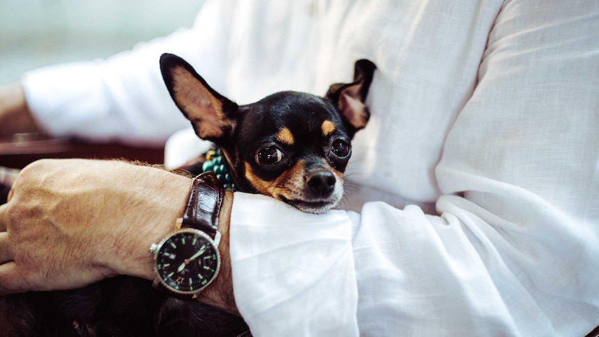 Man holds chihuahua on his lap for a story about whether you should have a dog in an apartment.