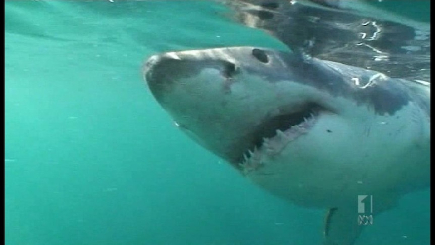 Shark feeding frenzy may become thing of the past