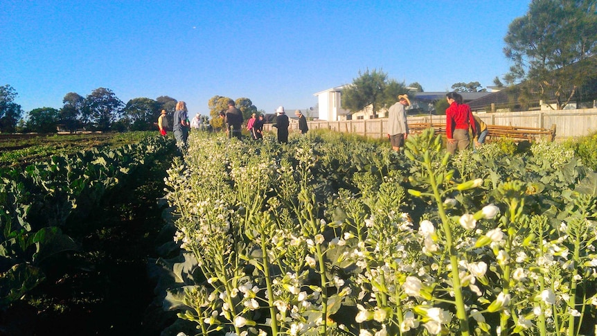 Volunteers rise early to help harvest broccoli just north of Brisbane.