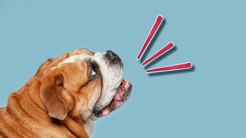 A bulldog against a blue background. There are three red lines emanating from the dog's open mouth to show its barking