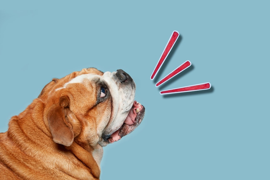 A bulldog against a blue background. There are three red lines emanating from the dog's open mouth to show its barking