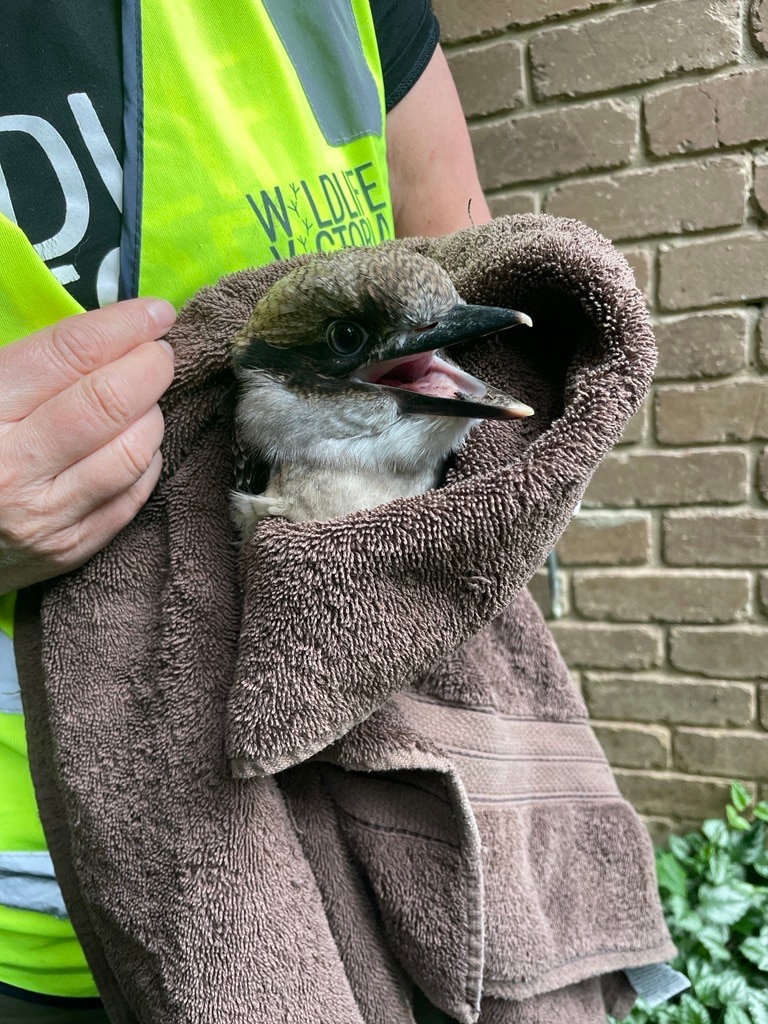 a kookaburra after being saved