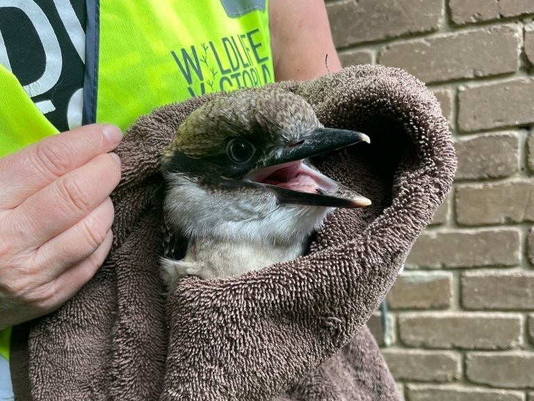 a kookaburra after being saved