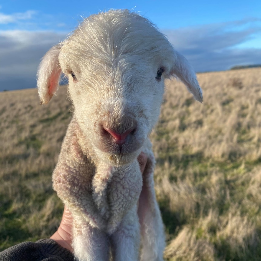 a newborn lamb being held aloft in a woman's hand