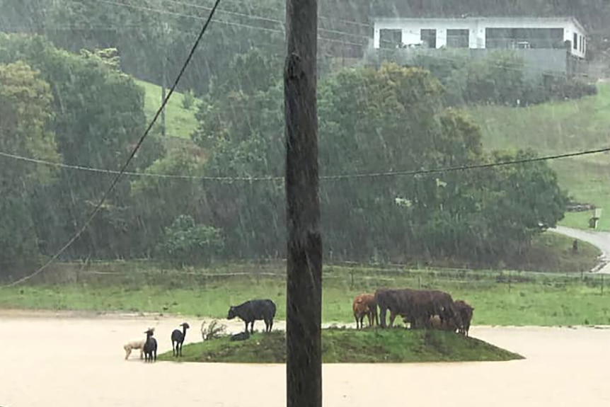 Gold Coast flooding