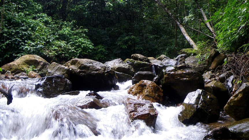 A stream in Gia Lai Province, Vietnam showing water cascading over rocks in a lush green forest