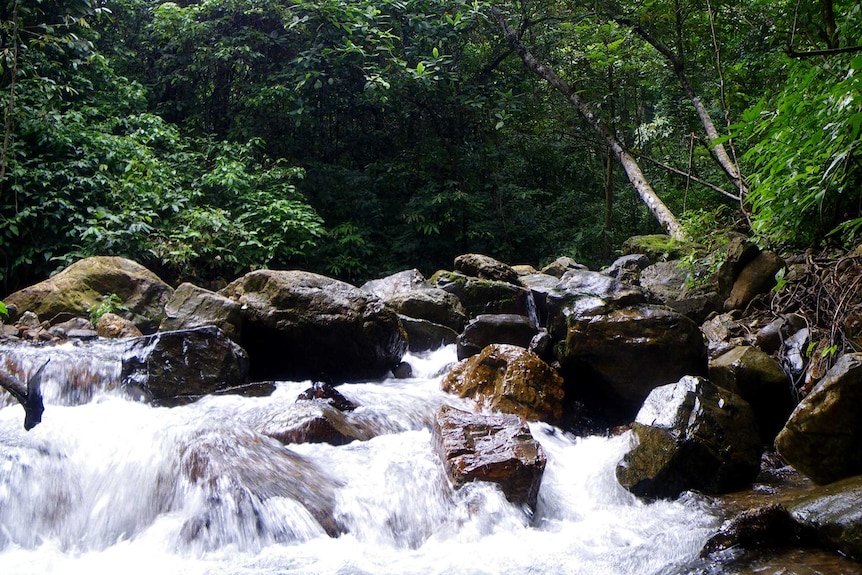 A stream in Gia Lai Province, Vietnam showing water cascading over rocks in a lush green forest