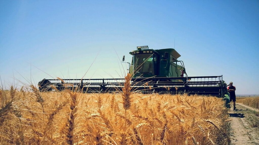 West Australian grains harvest