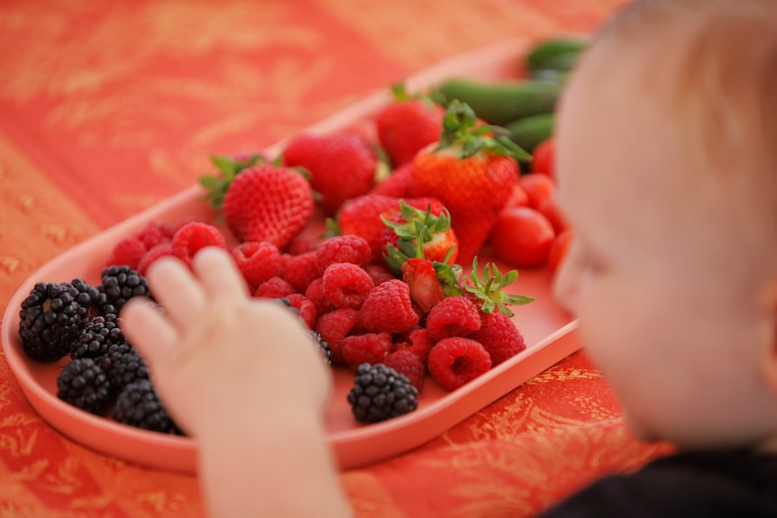 A young child reaches their hand towards a plate of berries.