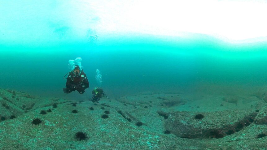 Diver over area covered with sea urchins.
