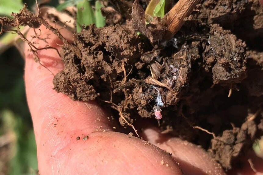A pink mealybug being displayed in the roots of grass that have been pulled from the ground.