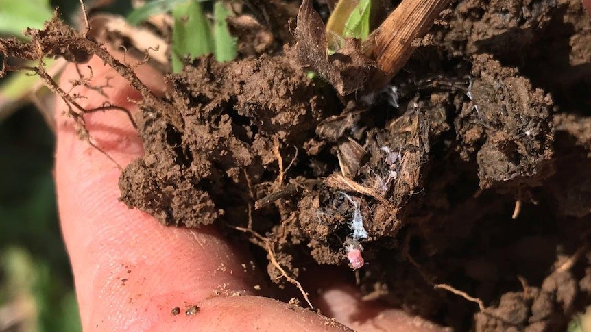 A pink mealybug being displayed in the roots of grass that have been pulled from the ground.