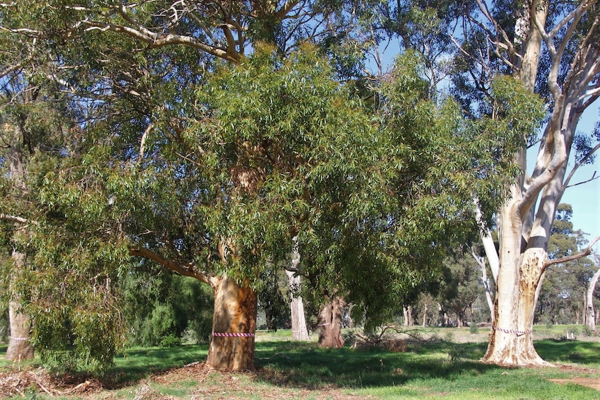 Big gum trees with red-and-white construction tape around them