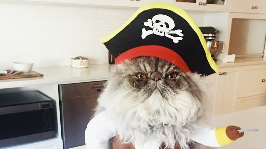 A cat is wearing a pirate costume
