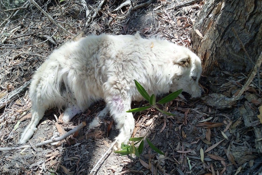 A white sheepdog lies dead at the base of a tree.