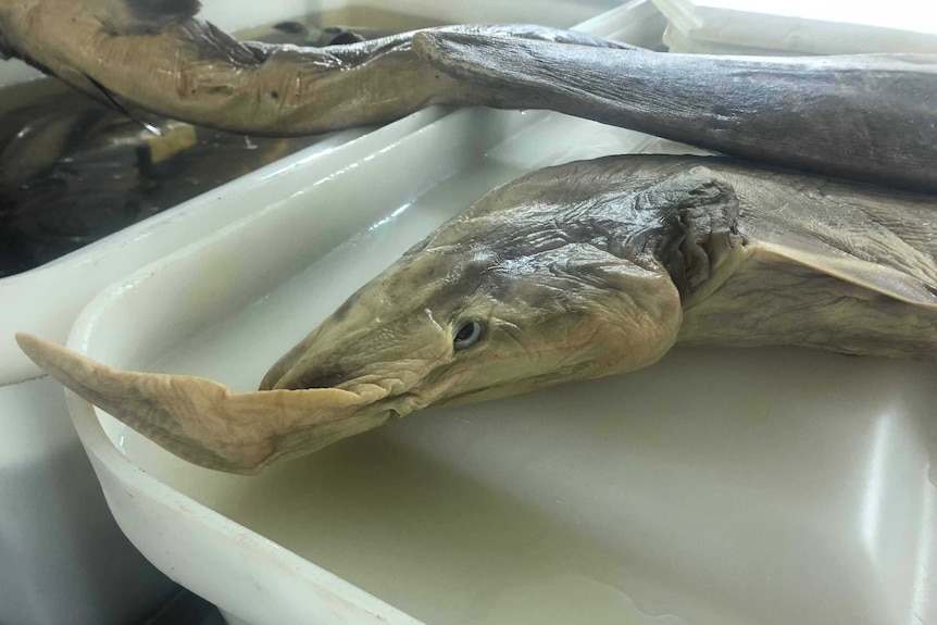 A specimen of Goblin Shark lying in a tray