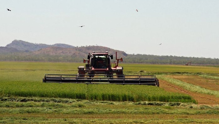 Ord rice crop being baled