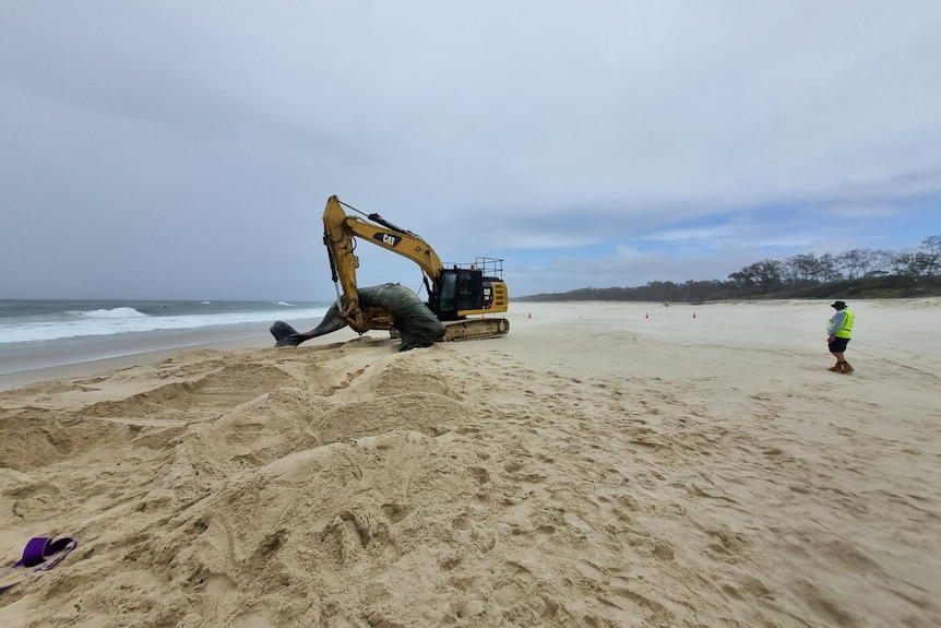 A bulldozer lifts a dead whale off the sand.