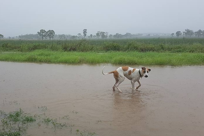 flooding in foreground with dog in water. Grey skies in background