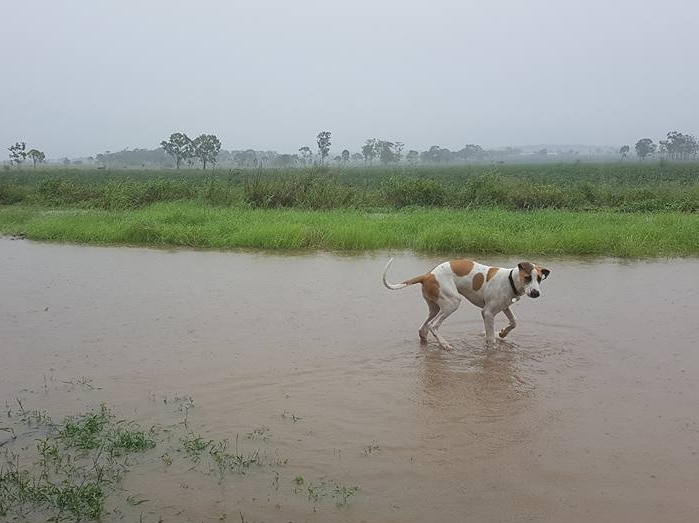 flooding in foreground with dog in water. Grey skies in background