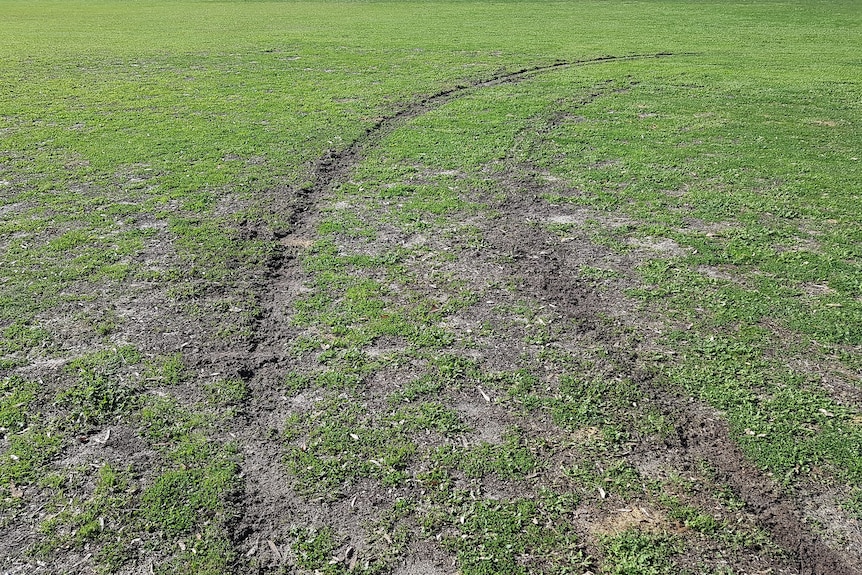 Tyre tracks cut across a section of mown, green grass.