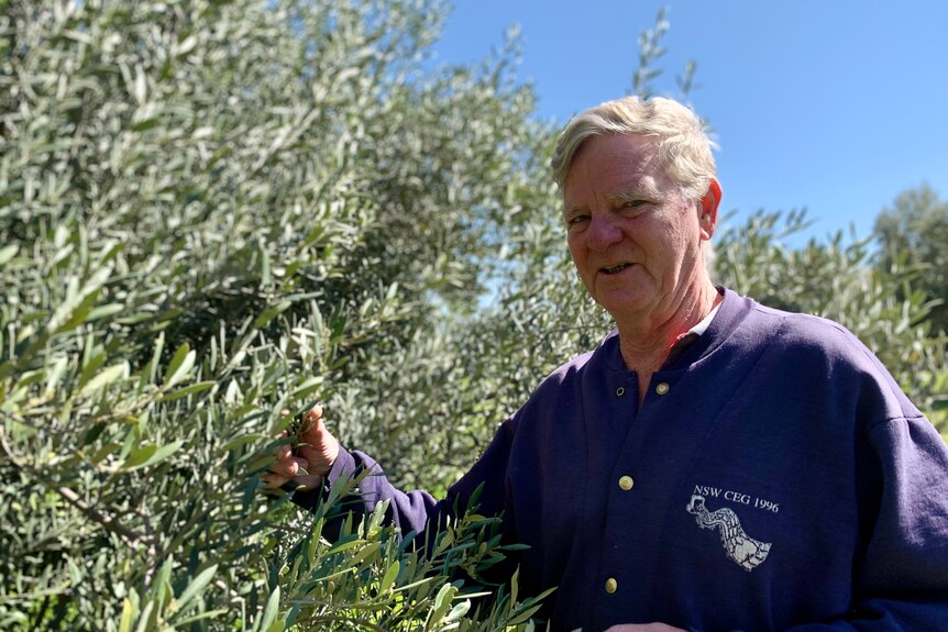 A man in a blue shirt hold an olive tree branch.