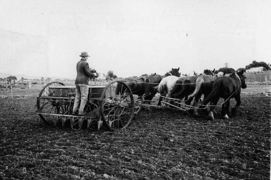 Black and white image of seeder being pulled by a team of horses