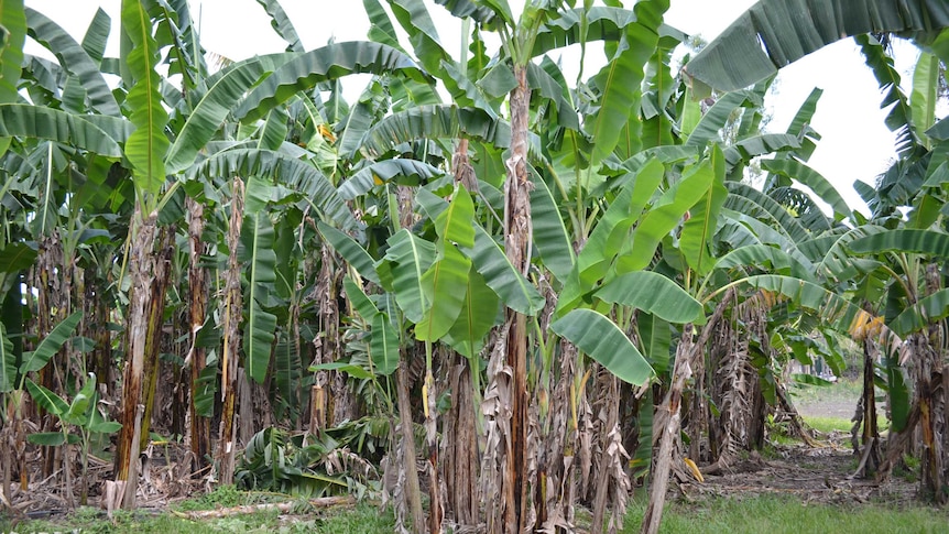 Banana plantation