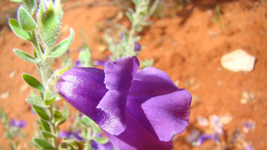 Wildflowers have sprung up in the Paroo-Darling National Park.