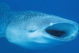 Whale Shark 1