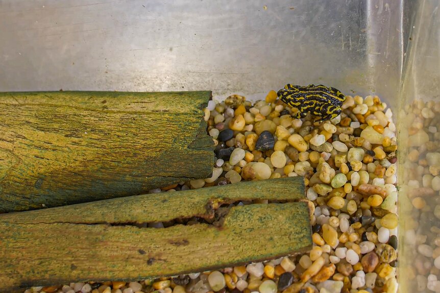A black and yellow striped frog in a container sitting on pebbles.
