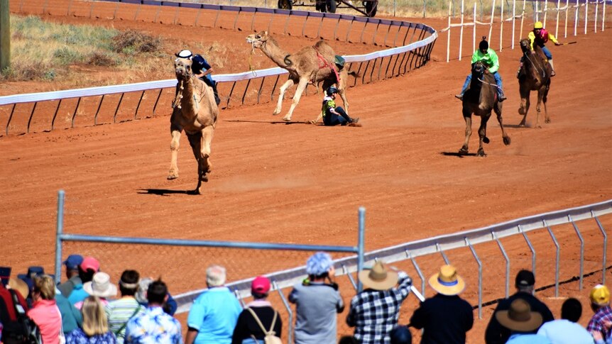A rider falls off a camel as other riders compete in a camel race.