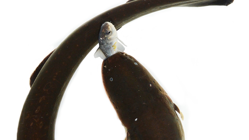 An dark brown eel curling up with a silver fish in its mouth.