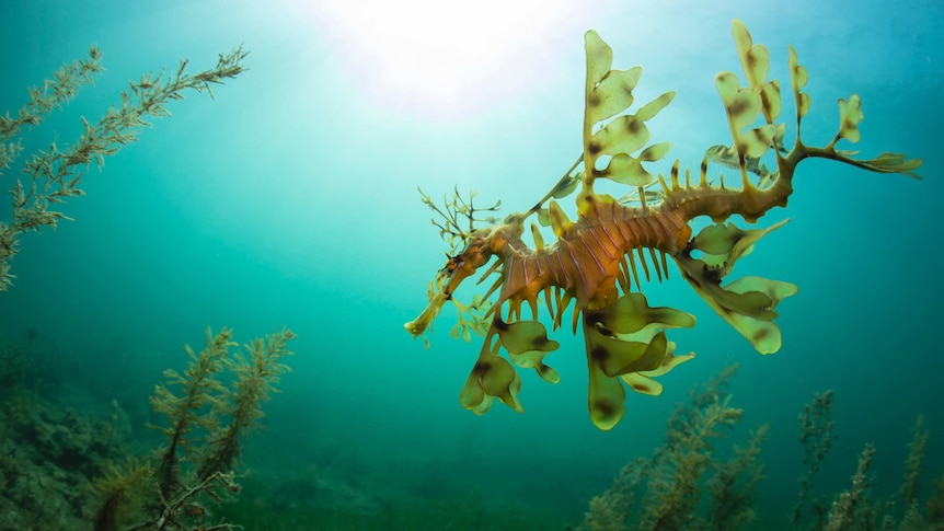 A seadragon swims against a bright blue ocean backdrop