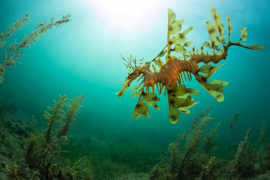 A seadragon swims against a bright blue ocean backdrop