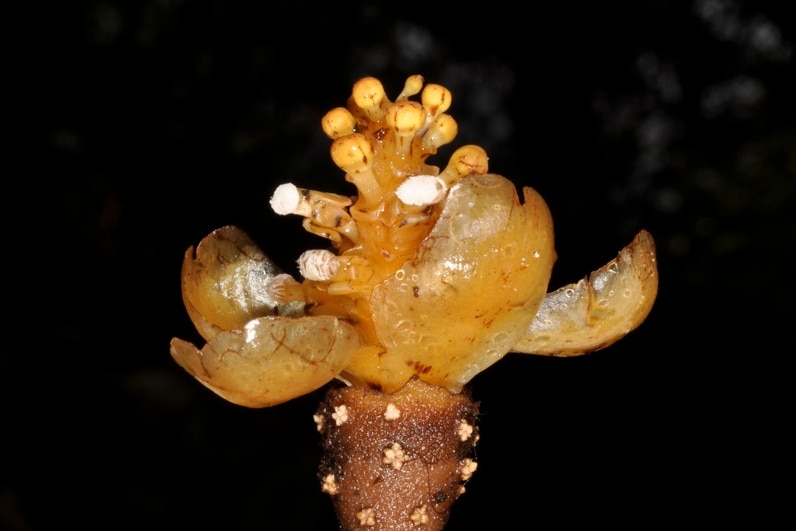 Balanophora coralliformis