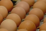 Police are investigating a break-in at an egg farm in Macgregor causing serious damage to production equipment.